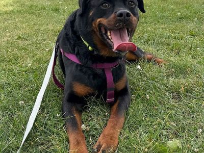 Hello my name is Bear