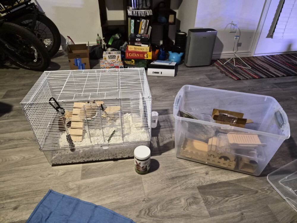 White long haired syrian hamster