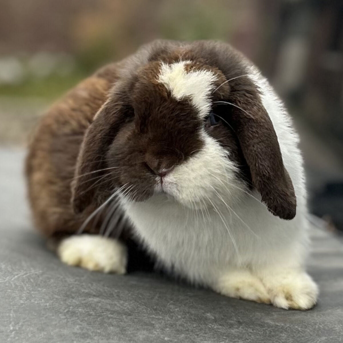 1 Year Old Pedigree Buck