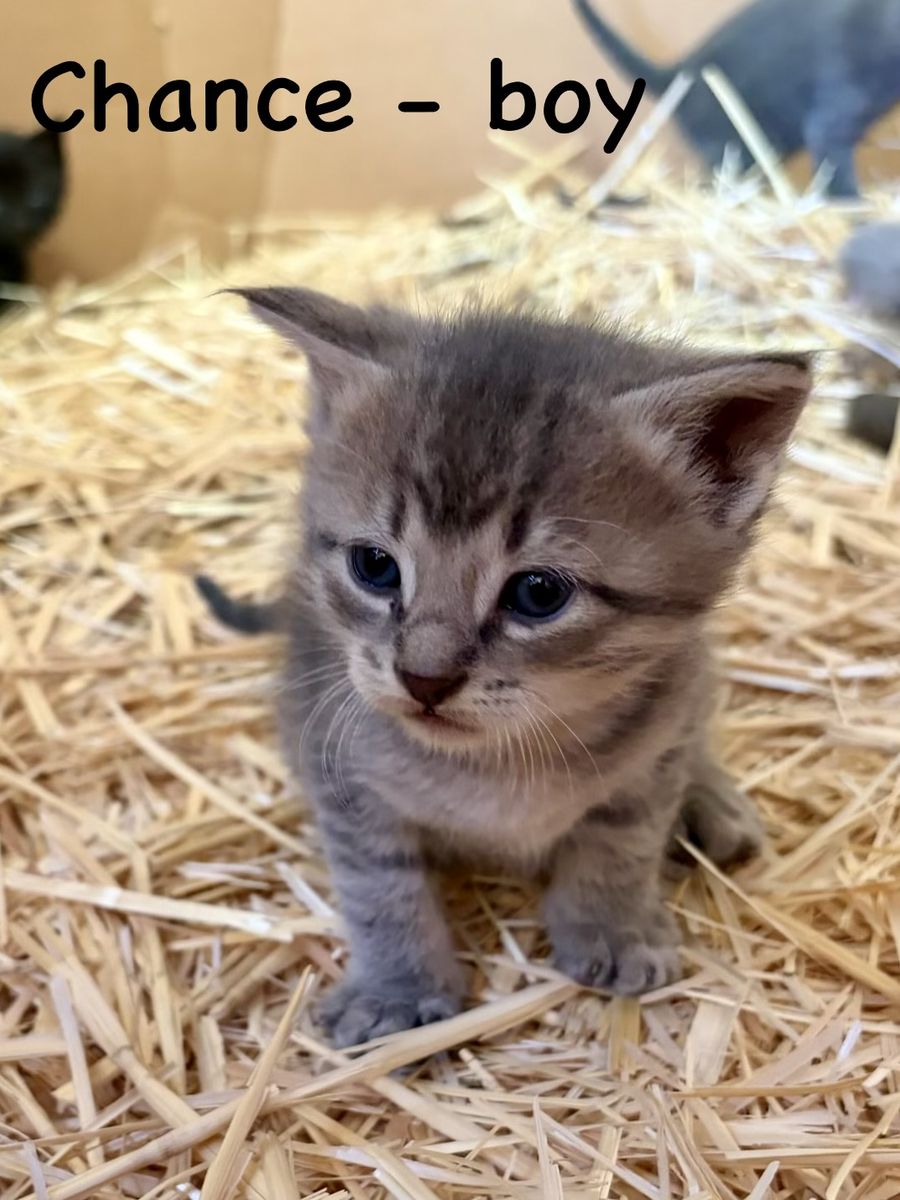 Male kitten