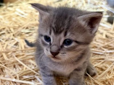 Male kitten