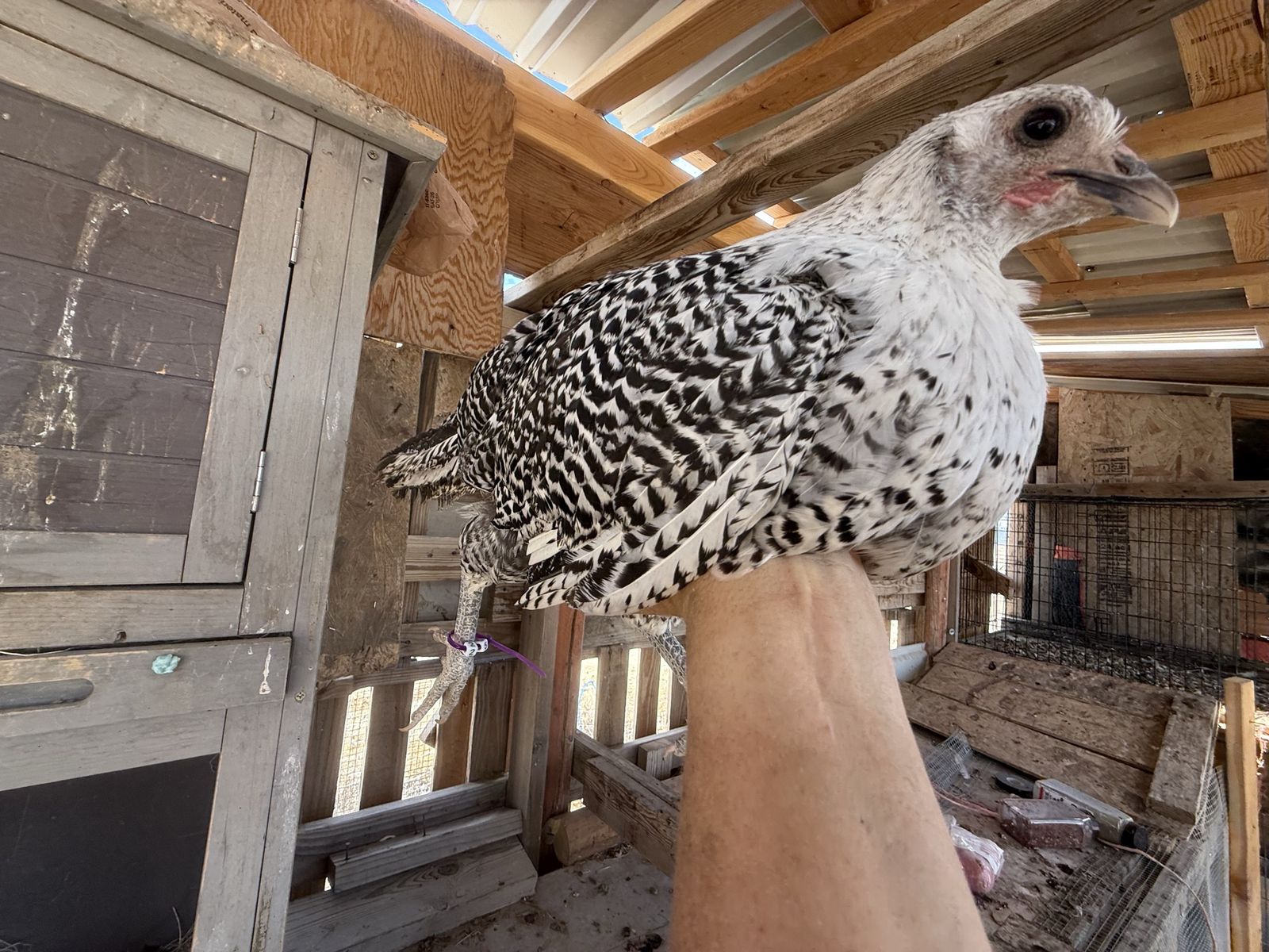 Around 60 chickens for sale- f