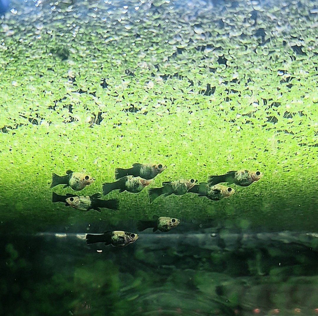 Gold Molly Fish Behbehs