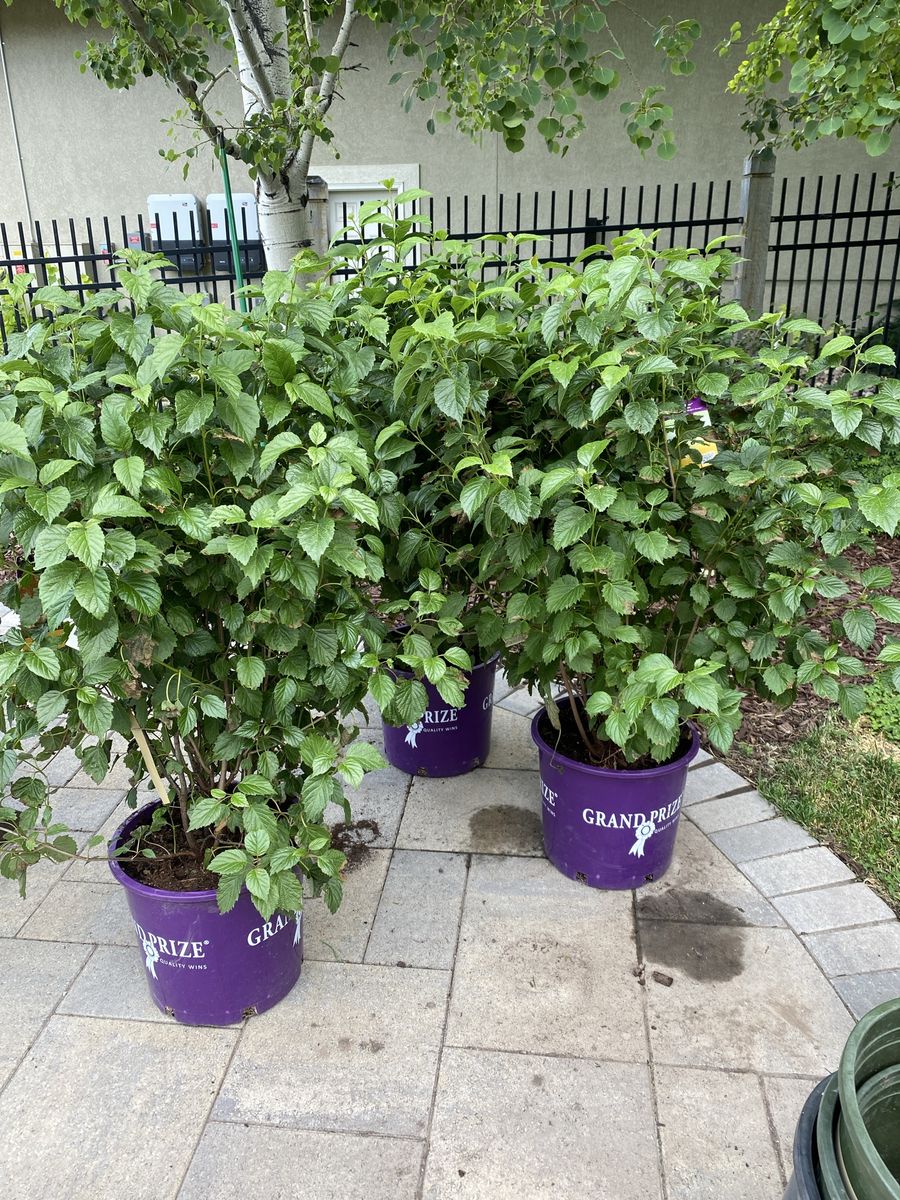Autumn Jazz Viburnum Shrub - Large & Healthy, 5 Gallon, Zone 3, Full Sun/Part Sun