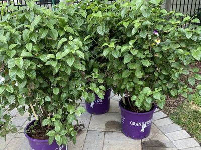 Autumn Jazz Viburnum Shrub - Large & Healthy, 5 Gallon, Zone 3, Full Sun/Part Sun