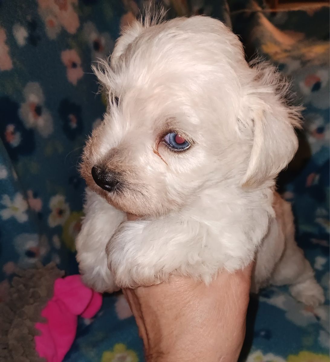AKC MINIATURE SCHNAUZER  Miss Dolly