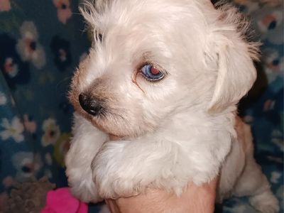 AKC MINIATURE SCHNAUZER Miss Dolly