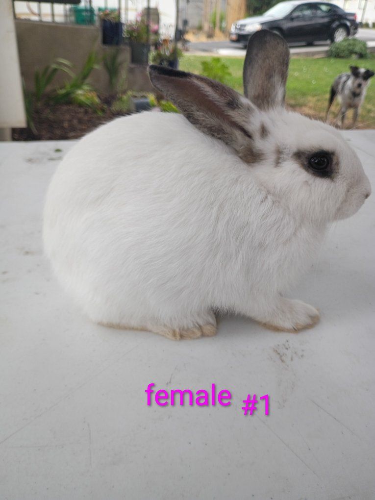 10 week old New Zealand Meat rabbits