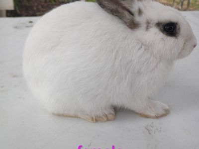 10 week old New Zealand Meat rabbits