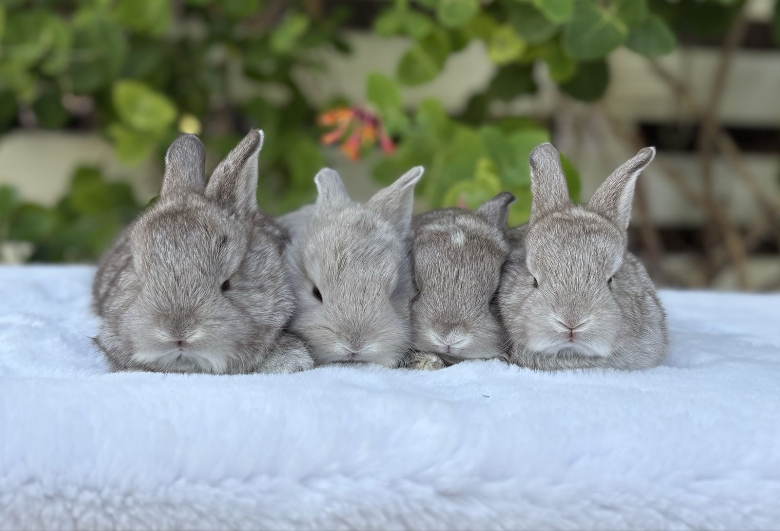 Pedigreed English Angora Baby Bunnies | Rare Colors