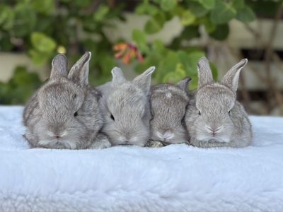 Pedigreed English Angora Baby Bunnies | Rare Colors