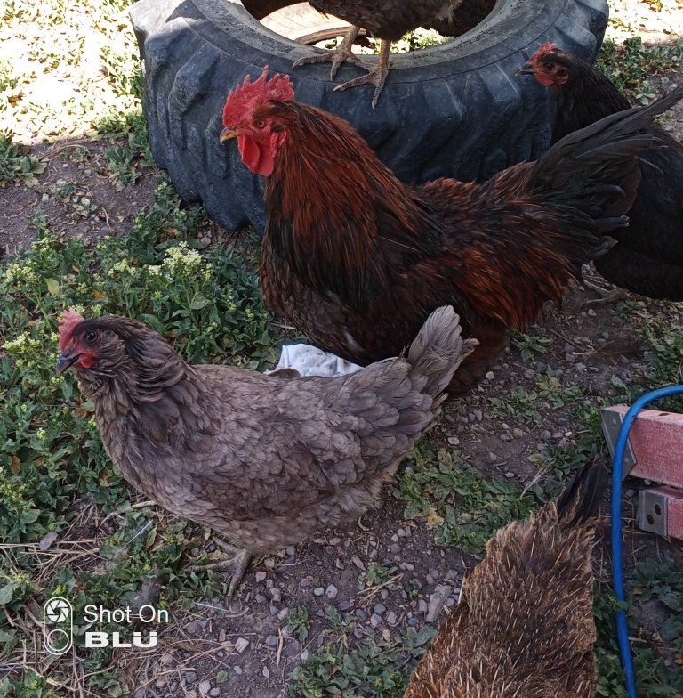 Will take unwanted Roosters, Chickens, Chicks