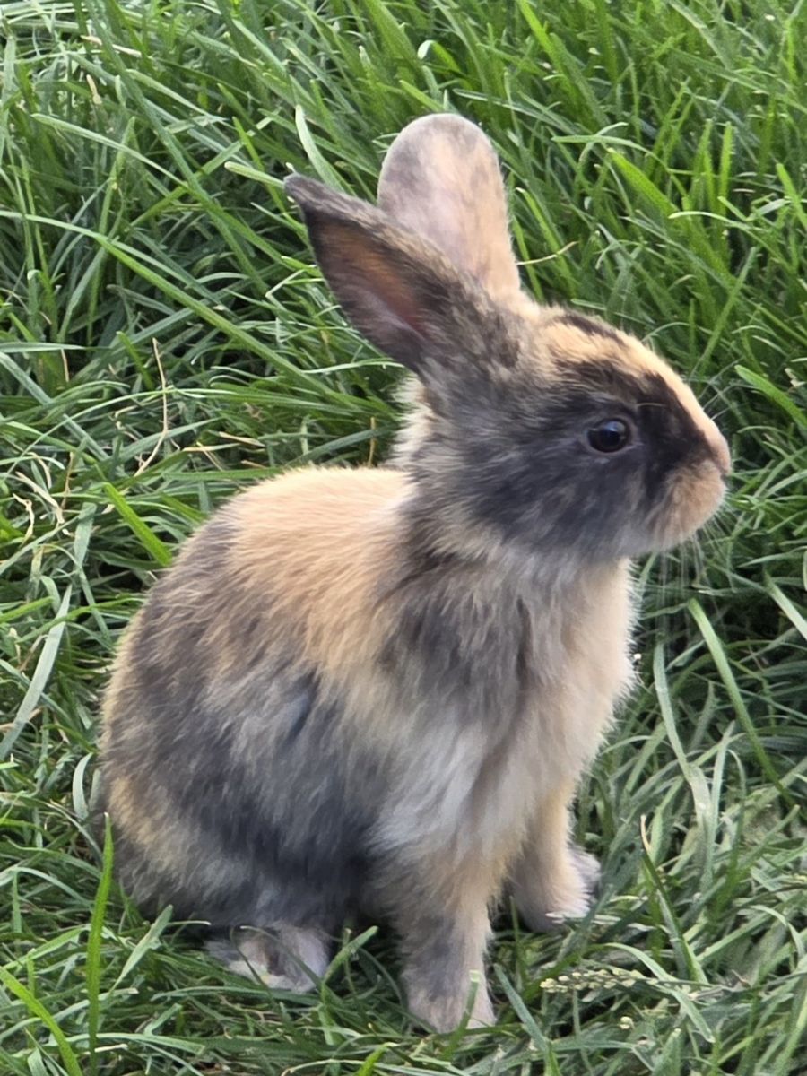 Baby Harlequin Bunny Rabbit