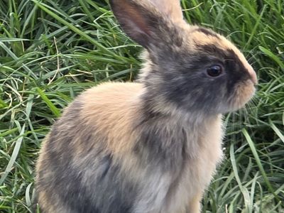 Baby Harlequin Bunny Rabbit