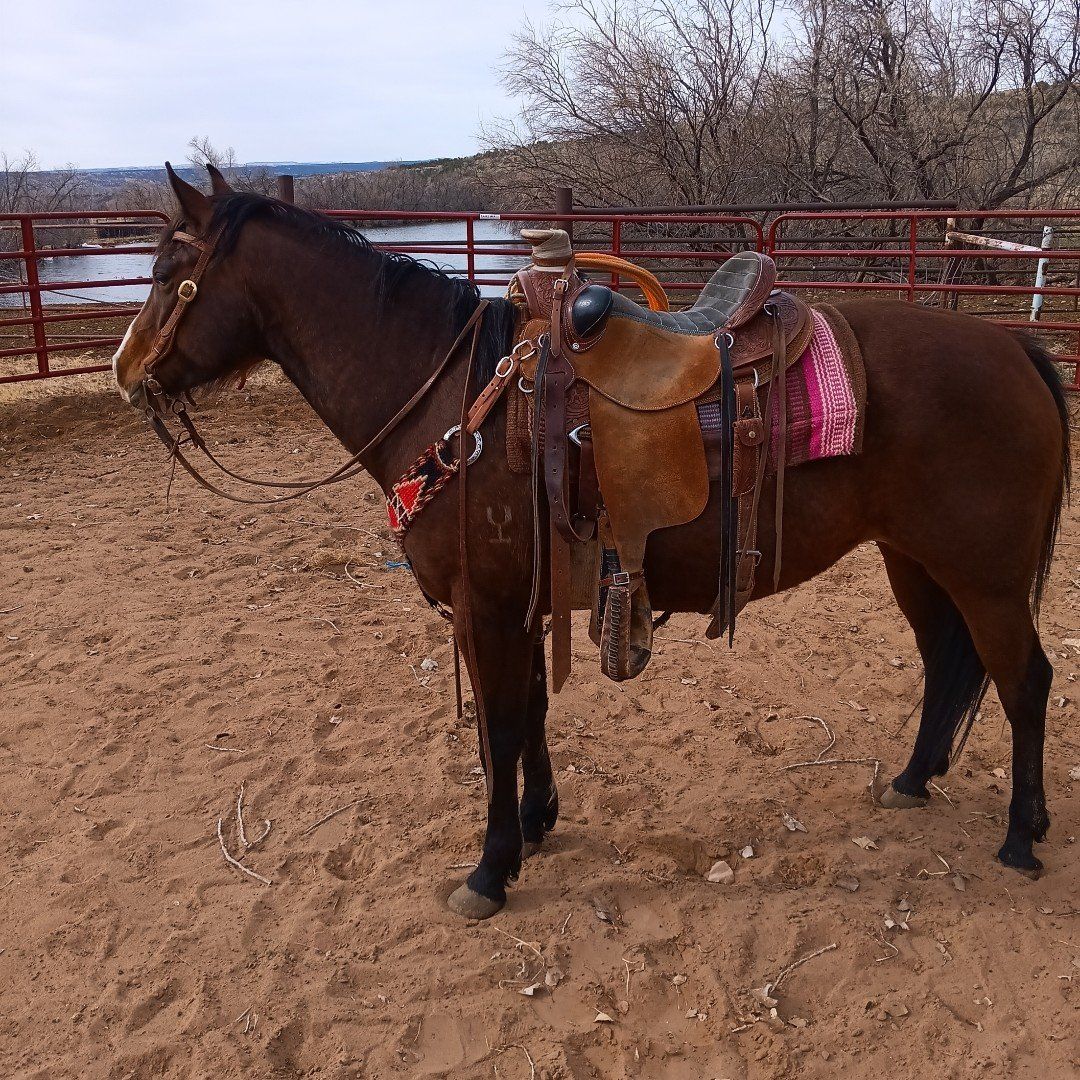 6 Year Old Grade Quarter Horse Mare