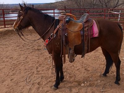 6 Year Old Grade Quarter Horse Mare