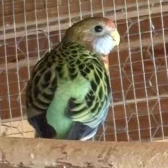 Eastern Rosella Parakeets