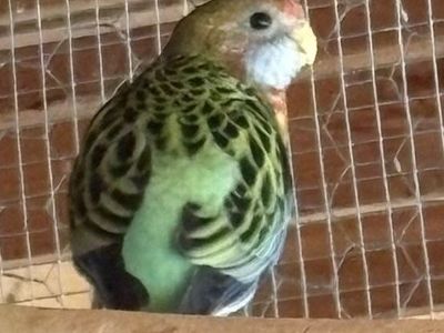 Eastern Rosella Parakeets