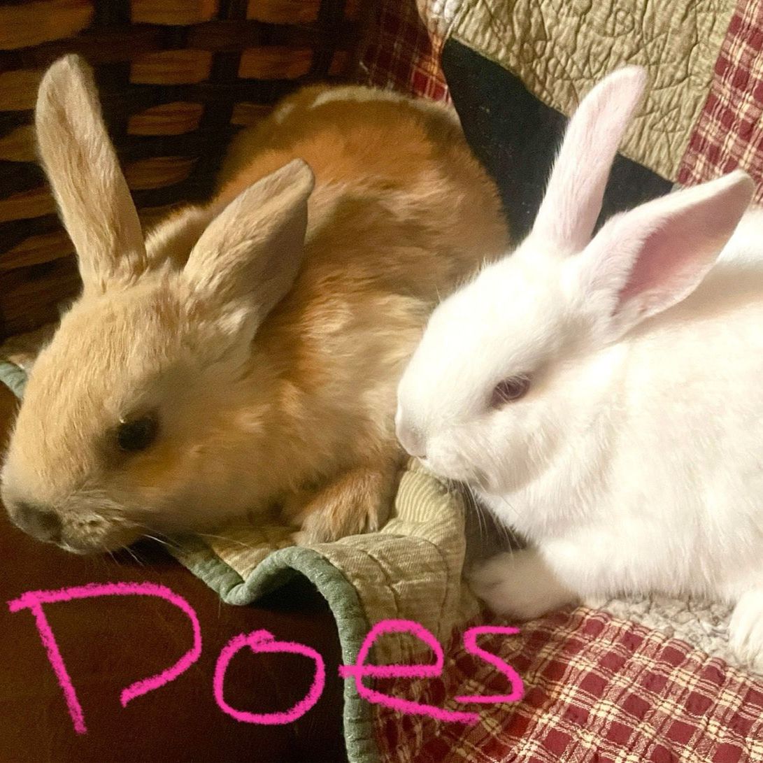 Bunny Rabbit Kits