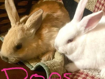 Bunny Rabbit Kits