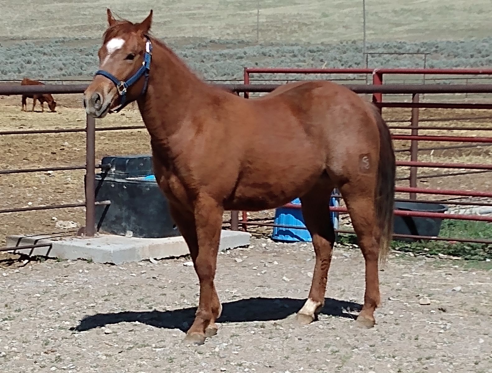 Well bred 2 yr old filly