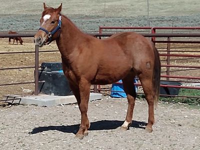 Well bred 2 yr old filly
