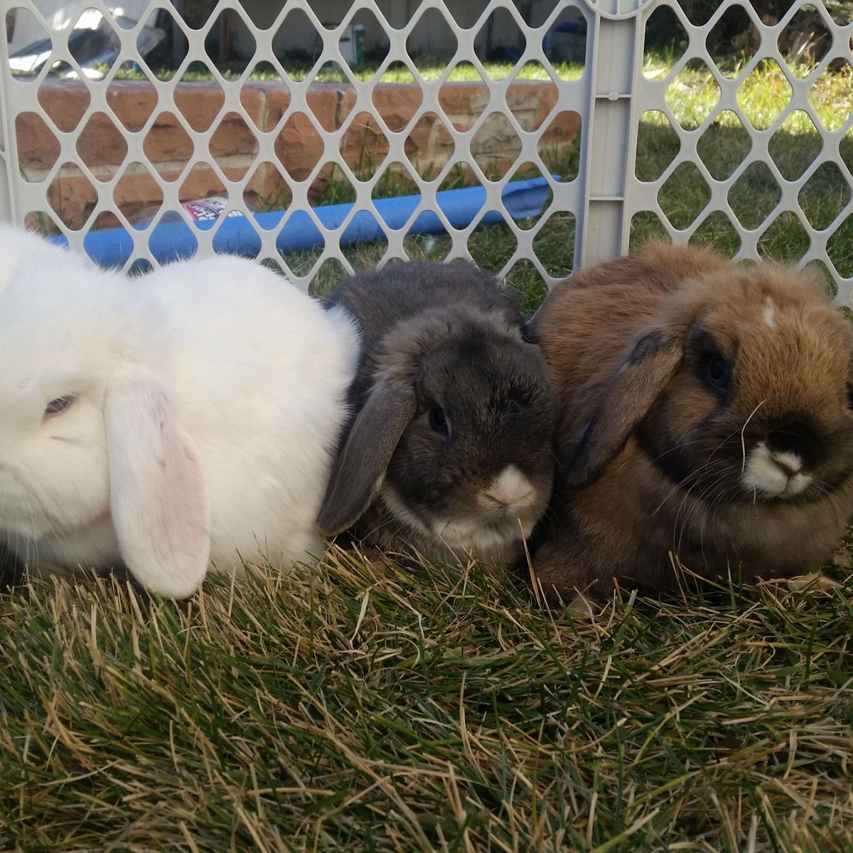 Rescue Bunnies