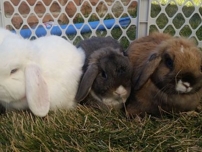 Rescue Bunnies