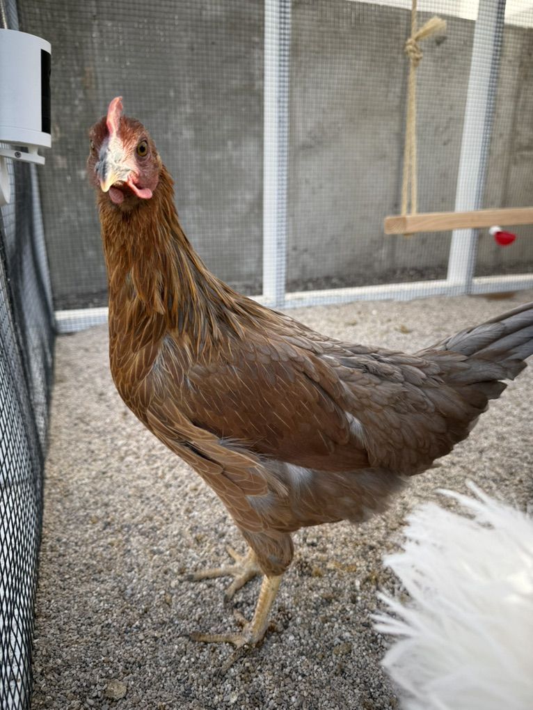Free Hen - To A Good Home Only