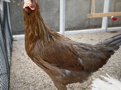 Free Hen - To A Good Home Only