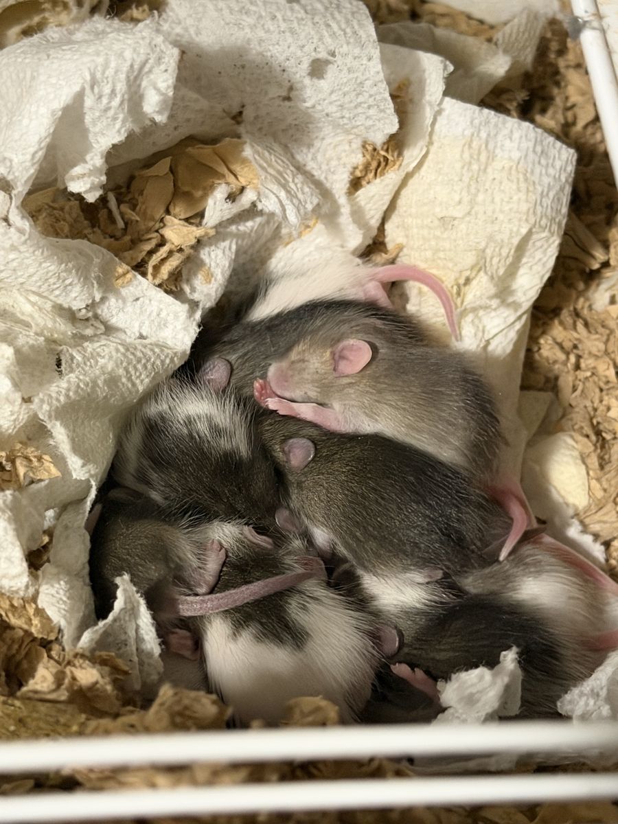 Rats (ASF)