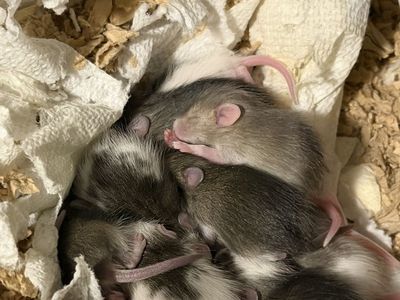 Rats (ASF)