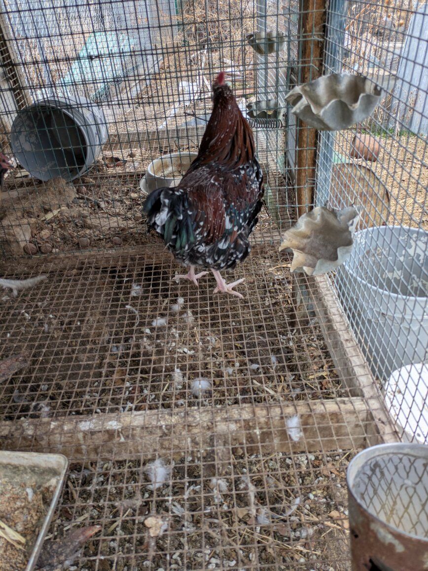chickens for sale $10 each