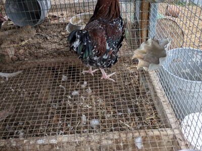 chickens for sale $10 each