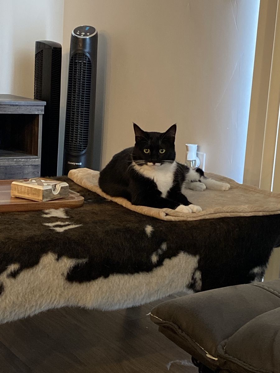 FREE Female spayed cat