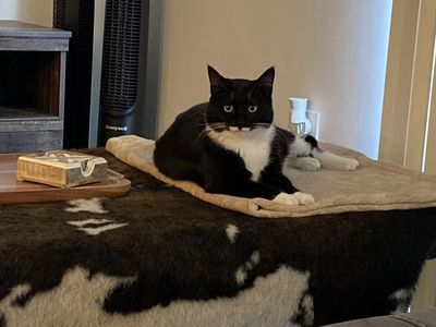 FREE Female spayed cat