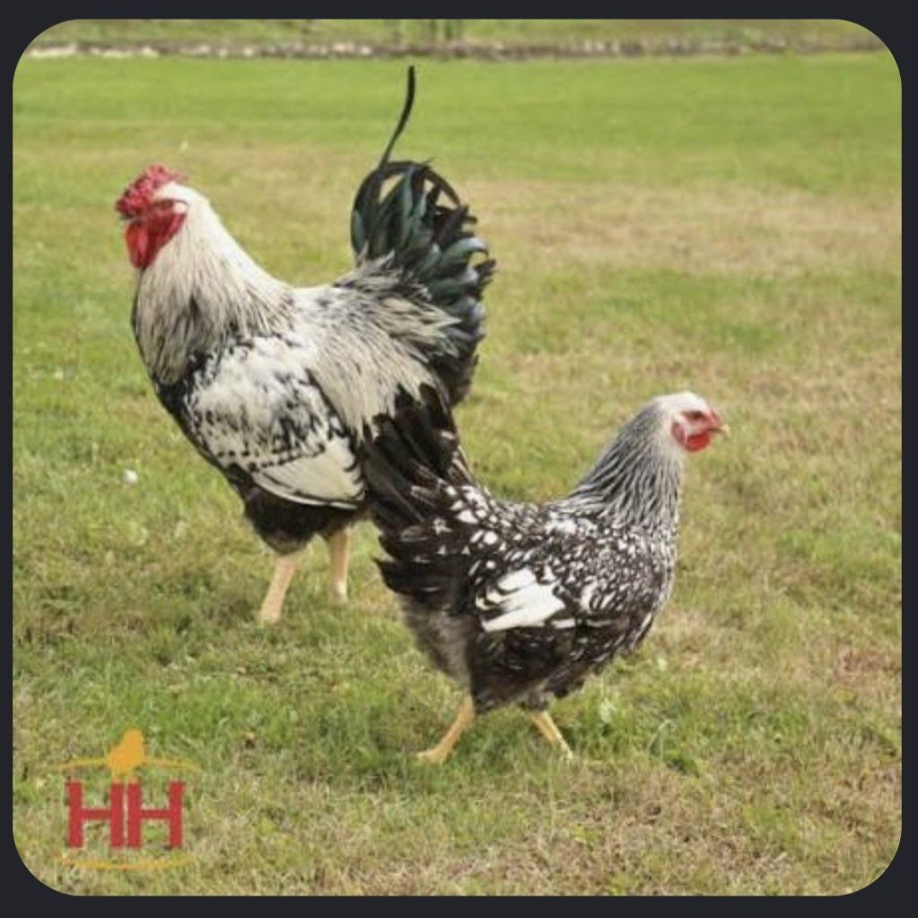 Rooster Male Cockeral wyandotte super nice