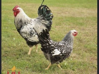 Rooster Male Cockeral wyandotte super nice