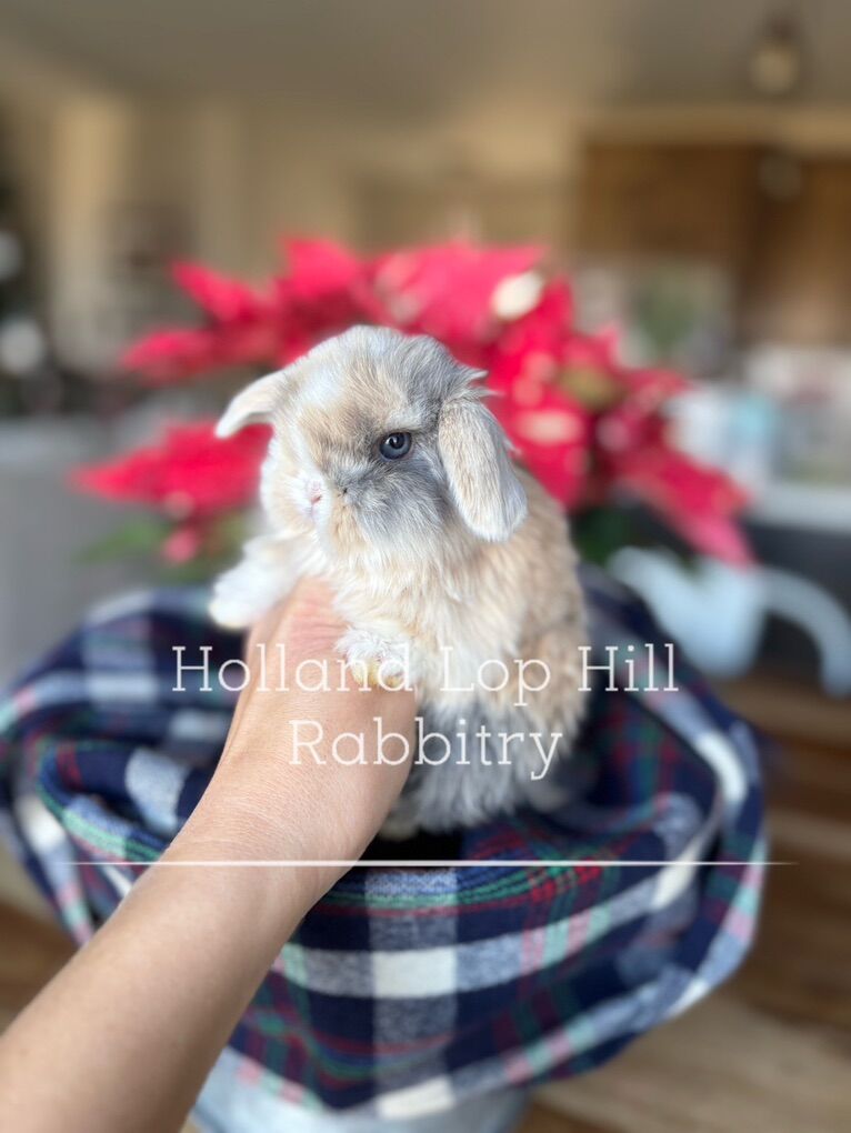 Purebred Holland Lop Baby Bunny