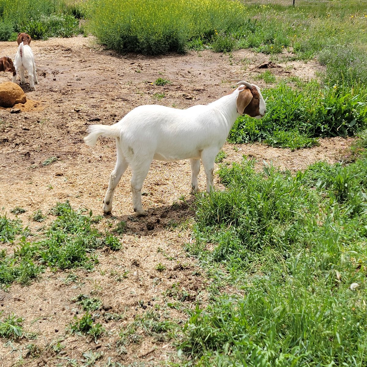 Boer Goat Doe