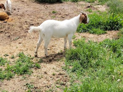 Boer Goat Doe