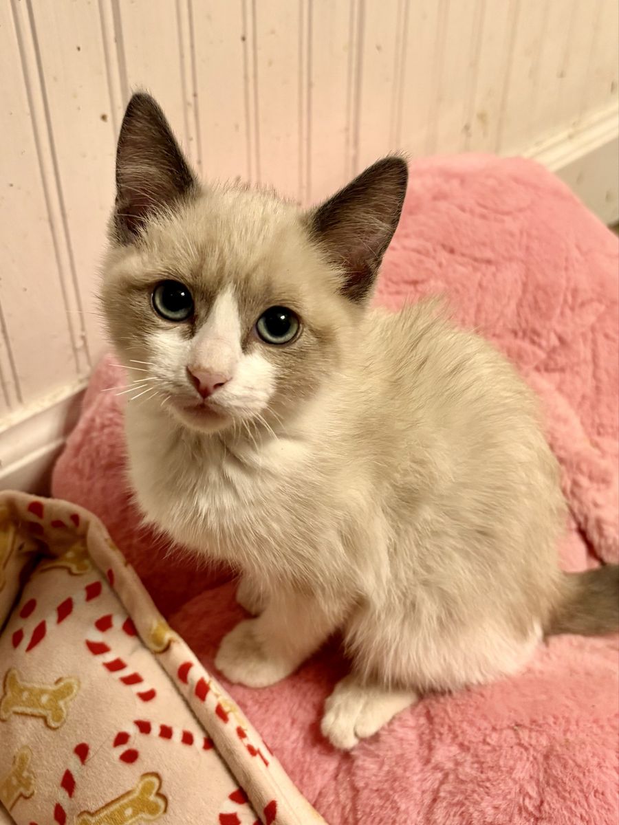 Beautiful Snowshoe Siamese Female Kitten