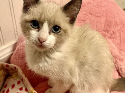 Beautiful Snowshoe Siamese Female Kitten