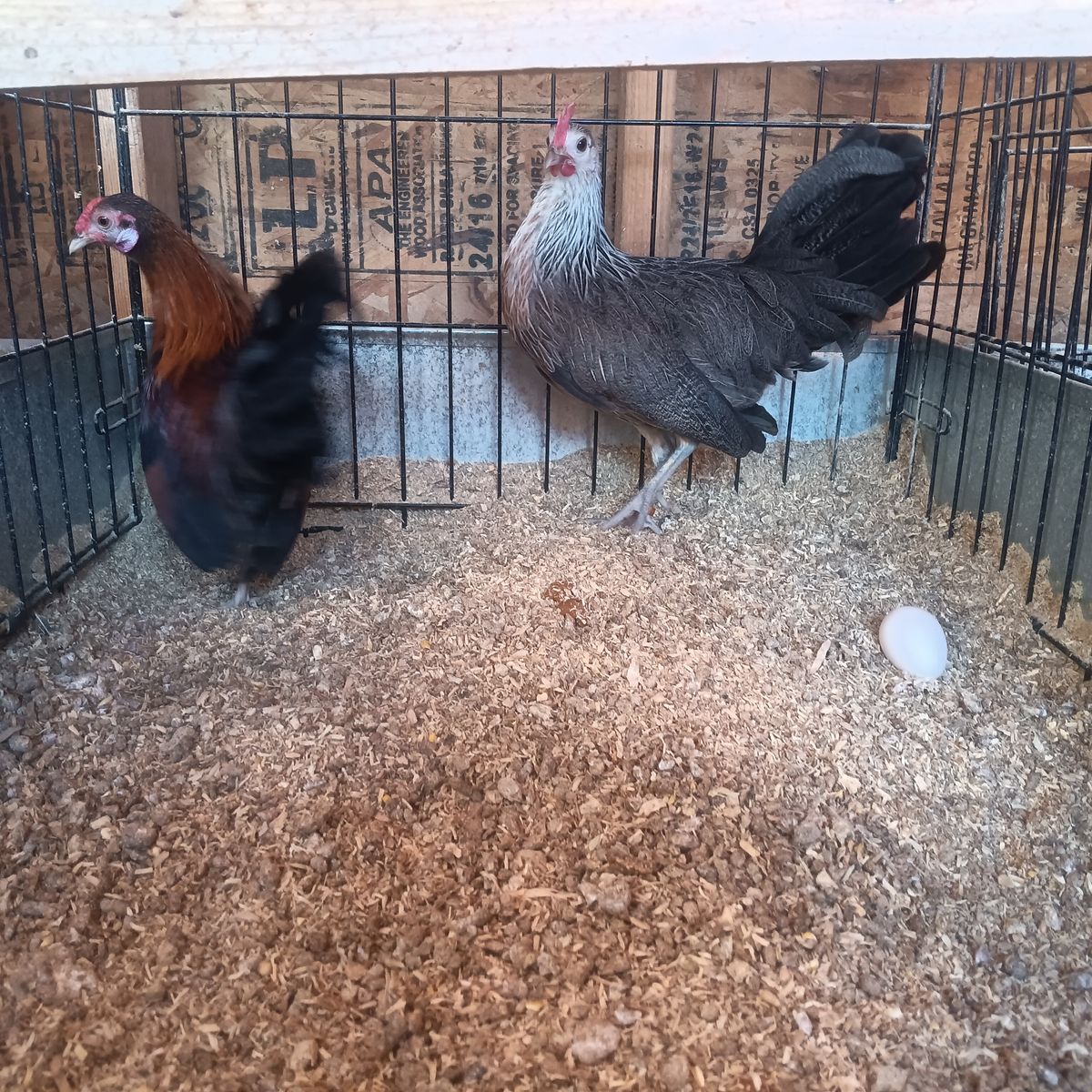Azteca/mini phoenix young pair beautiful birds hen is laying regularly