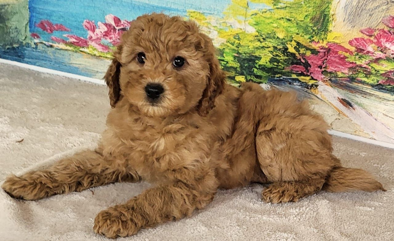 Micro Goldendoodle Girl Rain – $2200