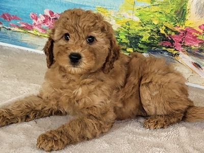 Micro Goldendoodle Girl Rain – $2200