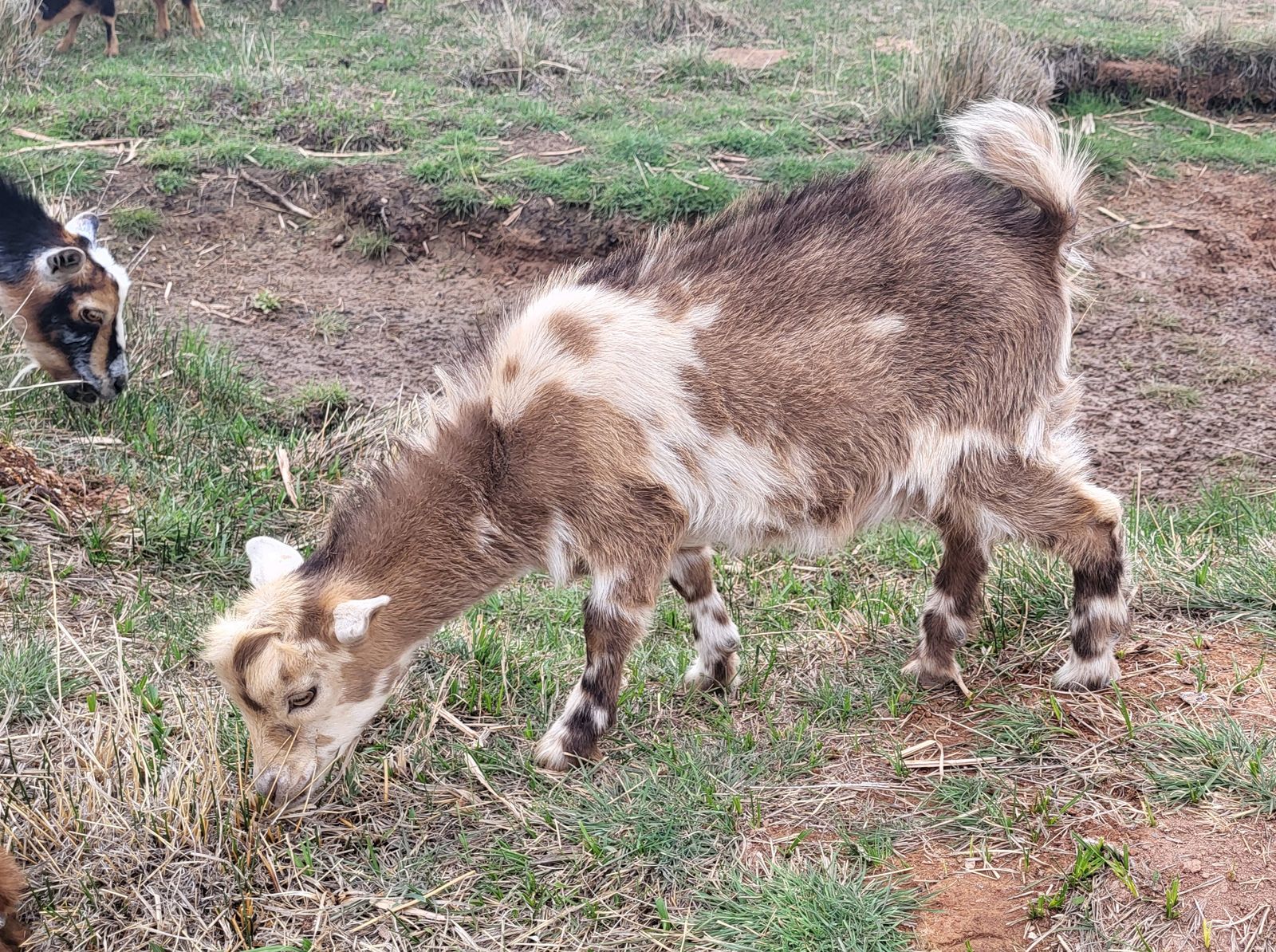 Nigerian Dwarf Wethers