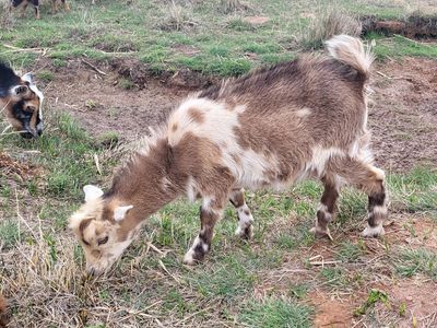Nigerian Dwarf Wethers