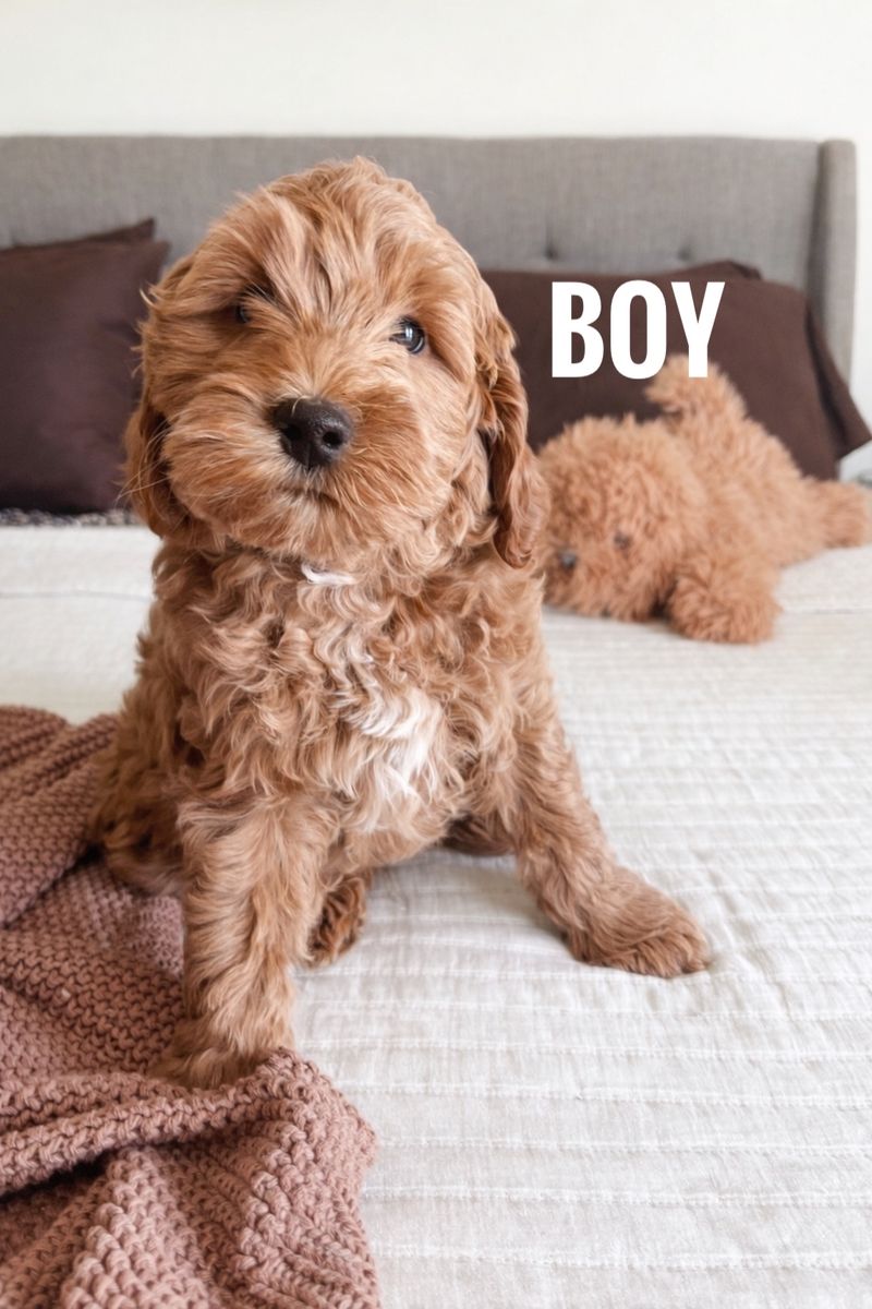 Mini Golden Doodle Puppy's/ Ready For Homes