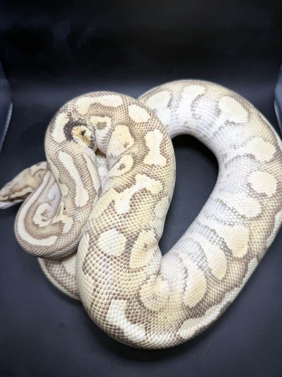 Pastel Lesser Fire Paradox Proven Female